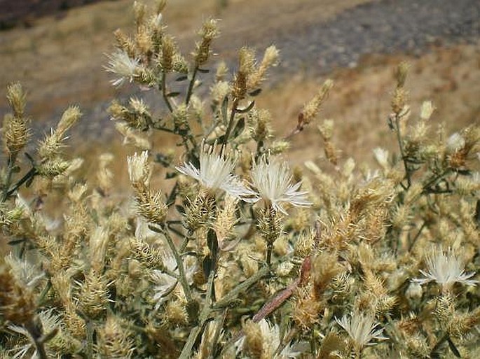 Centaurea diffusa