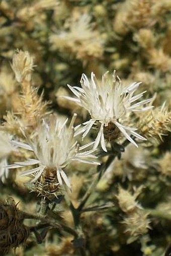 Centaurea diffusa