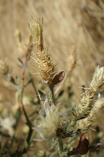 Centaurea diffusa