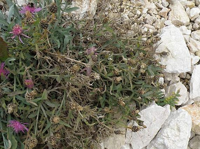 Centaurea delucae