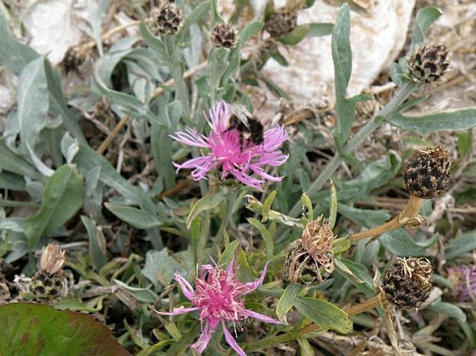 Centaurea delucae