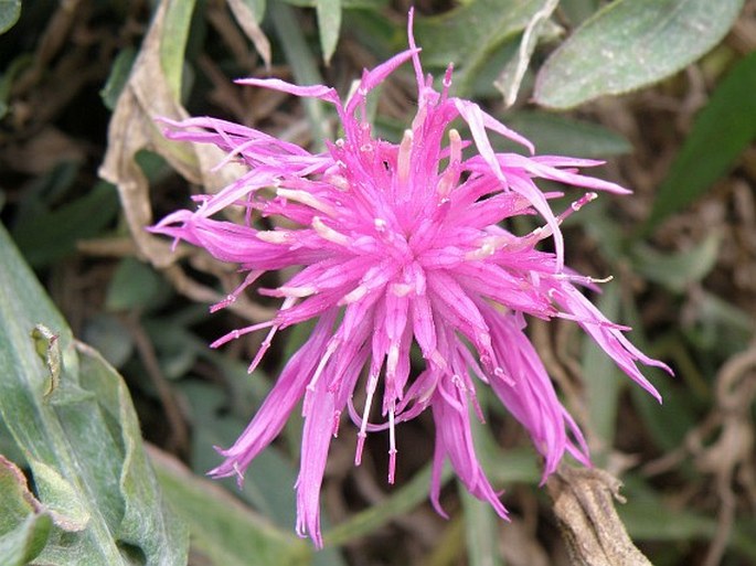 Centaurea delucae