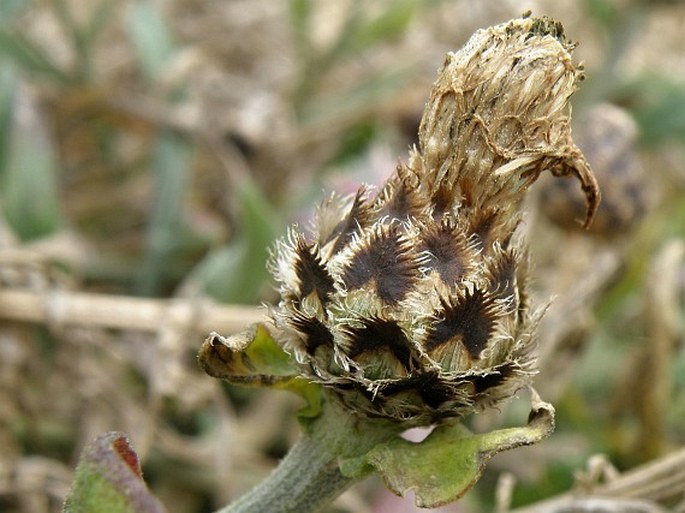 Centaurea delucae