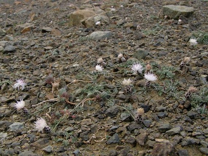 Centaurea ptarmicoides