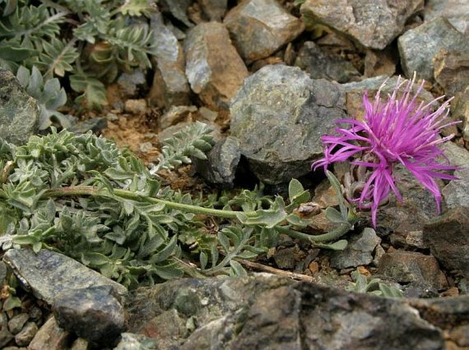 Centaurea ptarmicoides