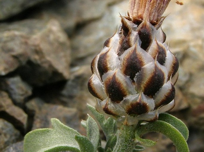 Centaurea ptarmicoides