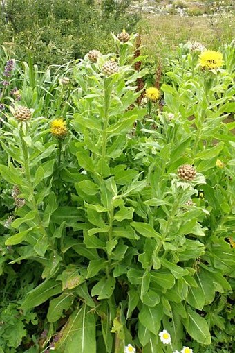 Centaurea macrocephala