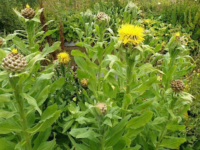 Centaurea macrocephala