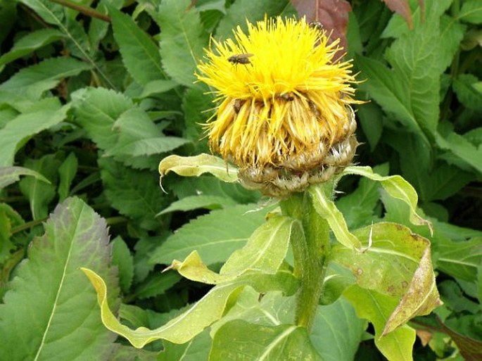 Centaurea macrocephala