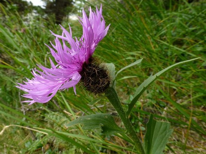 Centaurea nervosa