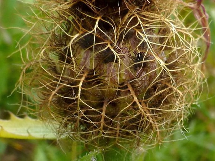 Centaurea nervosa