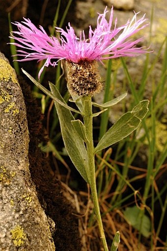 Centaurea uniflora