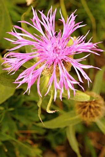 Centaurea uniflora