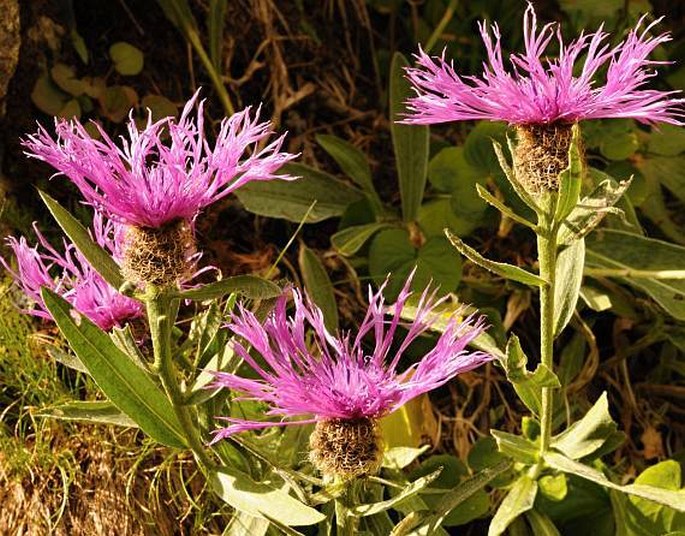 Centaurea uniflora