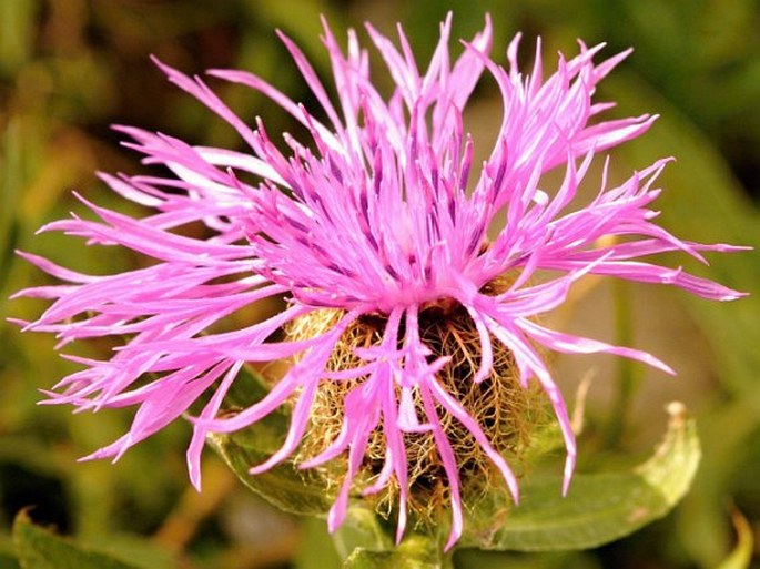 Centaurea uniflora