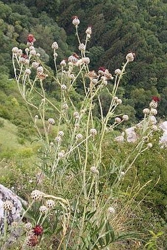 Centaurea calocephala