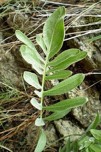 Centaurea calocephala