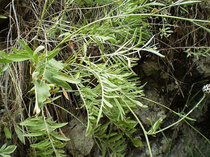 Centaurea calocephala