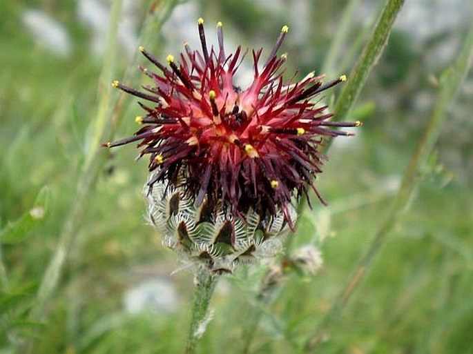 Centaurea calocephala