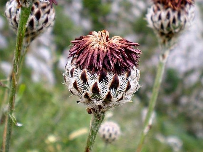 Centaurea calocephala