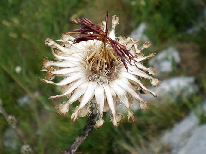 Centaurea calocephala