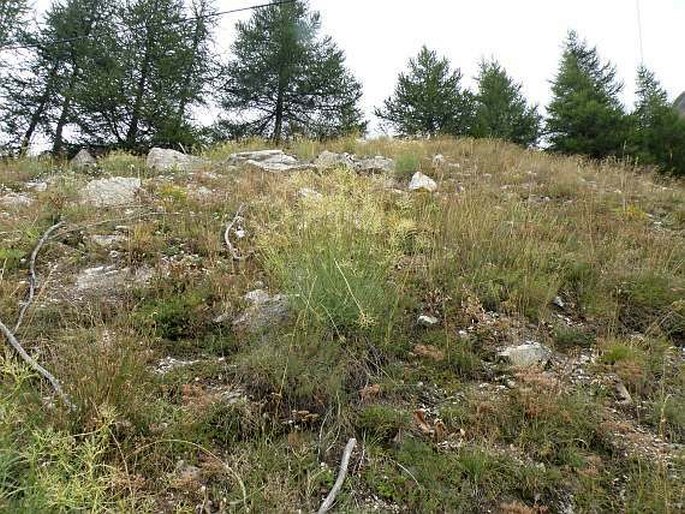 Centranthus angustifolius