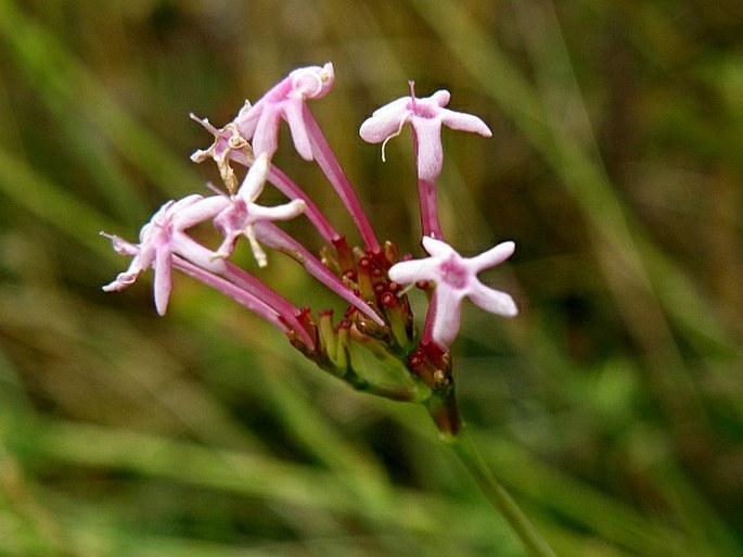 Centranthus angustifolius