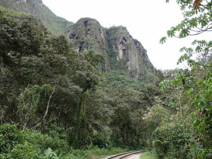 Centropogon urubambae