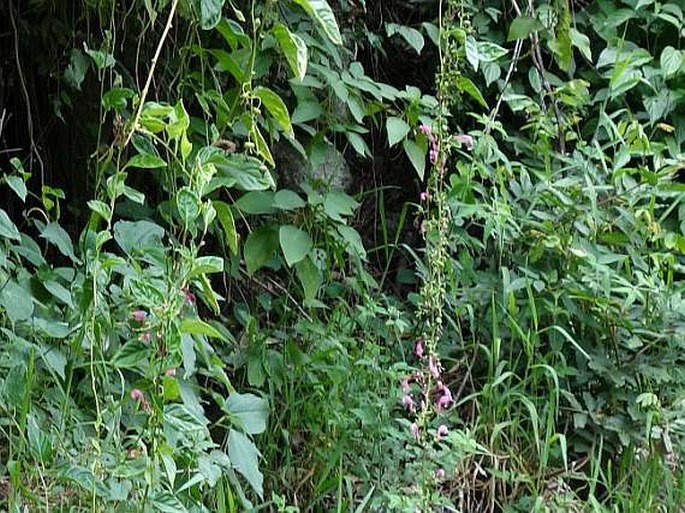 Centropogon urubambae