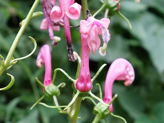 Centropogon urubambae