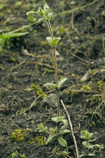 Cerastium brachypetalum