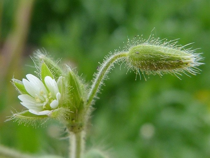 Cerastium brachypetalum