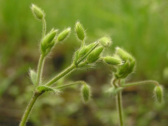 Cerastium brachypetalum