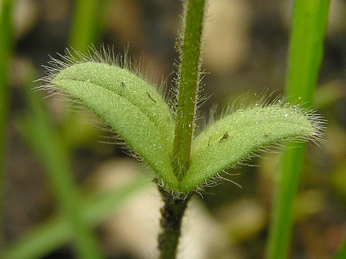 Cerastium brachypetalum