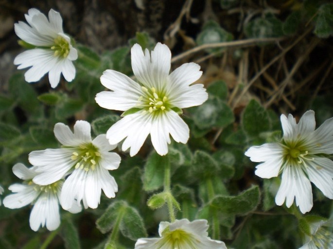 Cerastium eriophorum