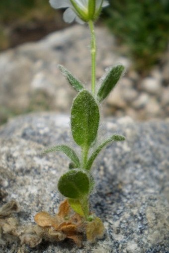 Cerastium eriophorum