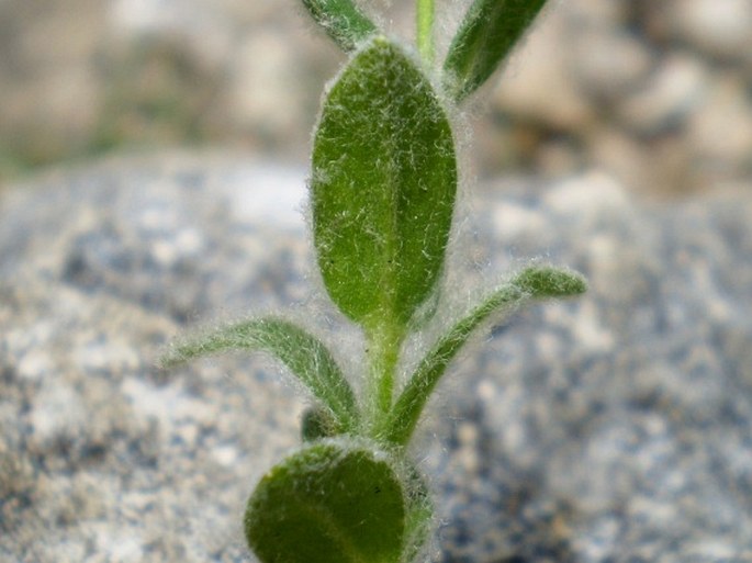 Cerastium eriophorum