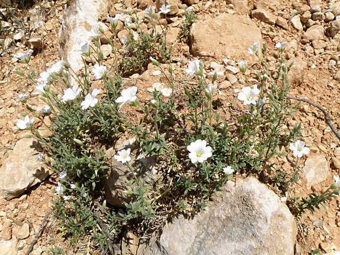 Cerastium gibraltaricum