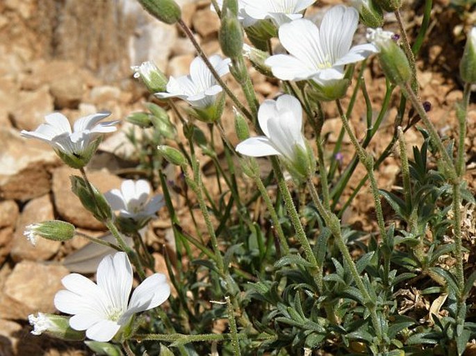 Cerastium gibraltaricum