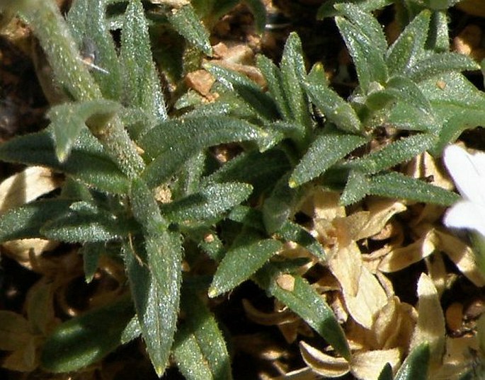 Cerastium gibraltaricum