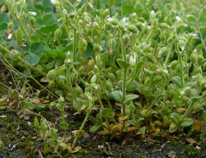 Cerastium pumilum