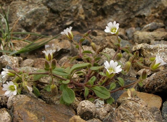 Cerastium smolikanum