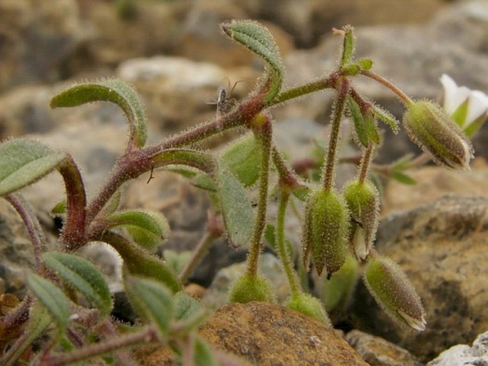 Cerastium smolikanum