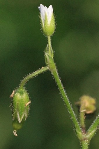 Cerastium lucorum