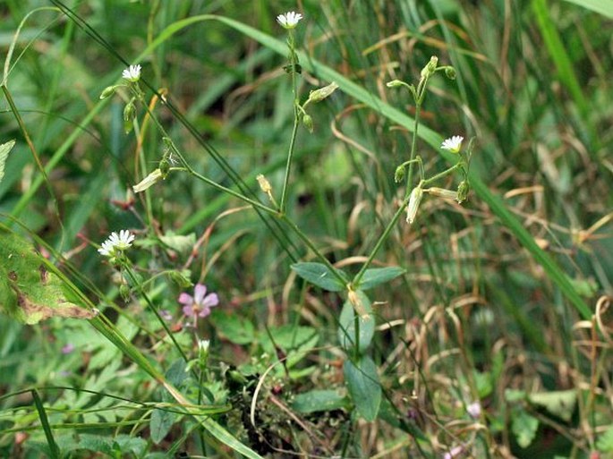 Cerastium lucorum