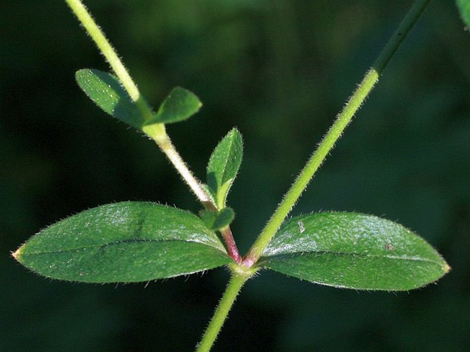 Cerastium lucorum