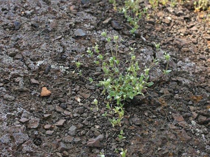 Cerastium semidecandrum