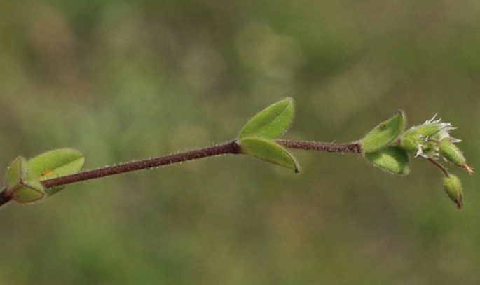 Cerastium semidecandrum