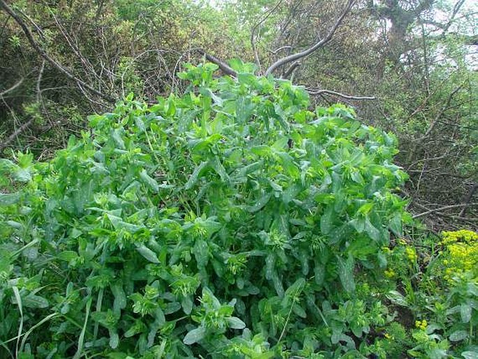 Cerinthe minor