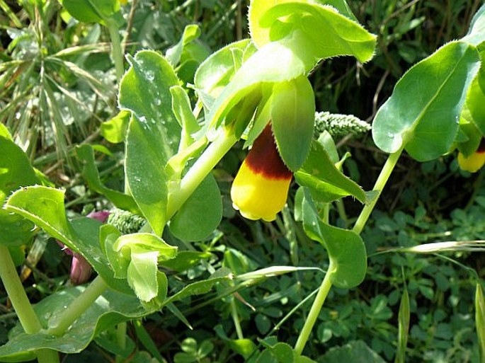 Cerinthe major